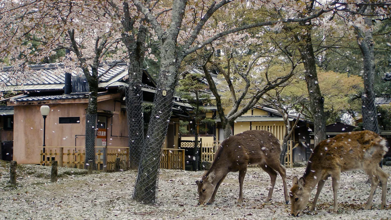 Sika deer under cherry blossoms in Nara Park, Nara