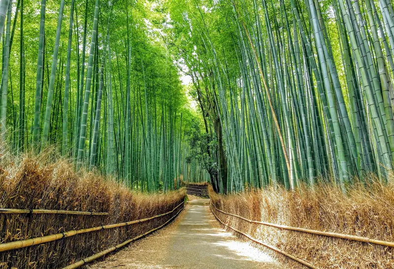 Arashiyama and Sagano in kyoto jp
