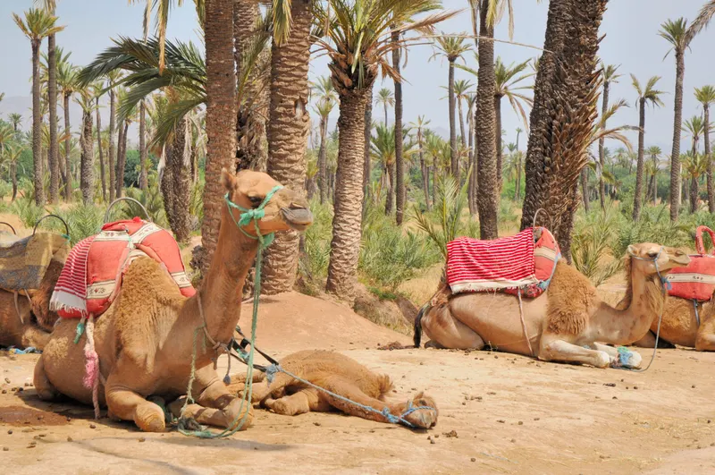 Palmeraie in marrakesh ma