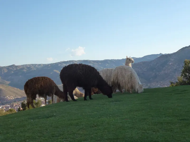 Sacsayhuamán in Cusco