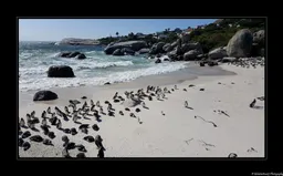 Boulders Beach