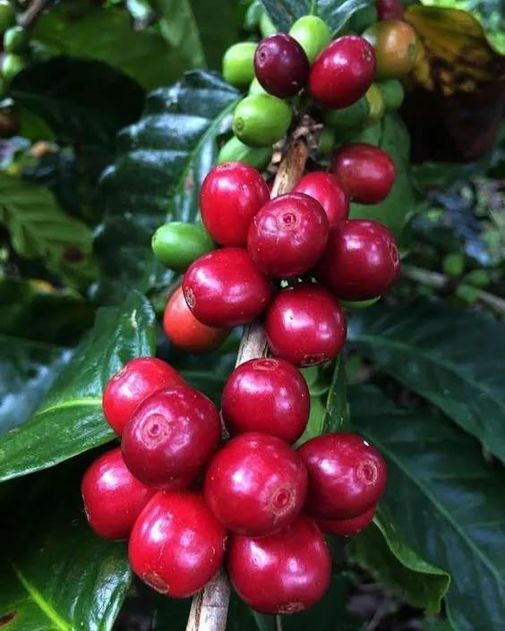 Brew Life Coffee in Arakere, Bangalore