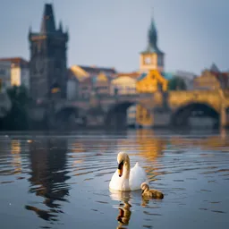 Charles Bridge