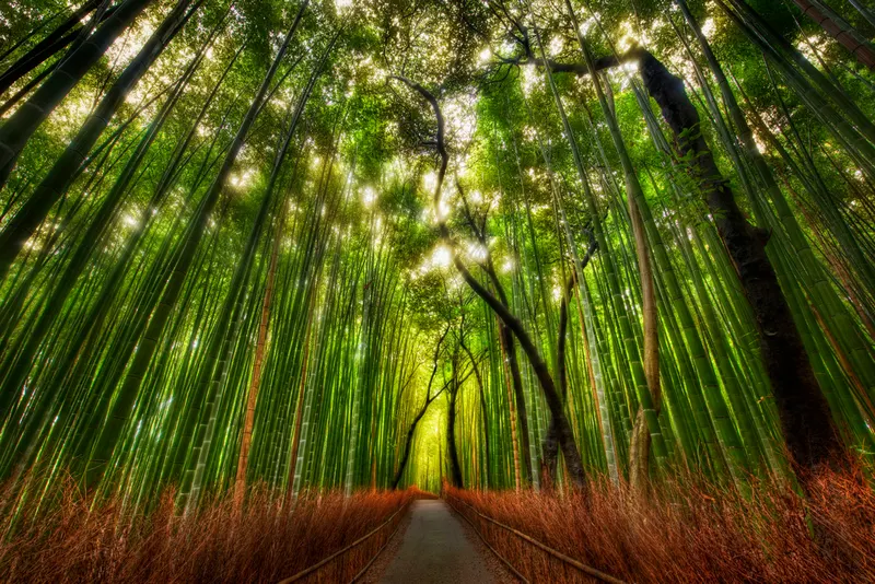 Sagano Bamboo Forest in Ukyo Ward, Kyoto