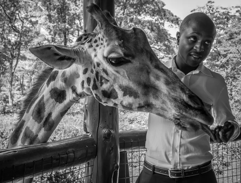 Giraffe Centre in Nairobi
