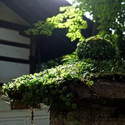 Kasuga Taisha