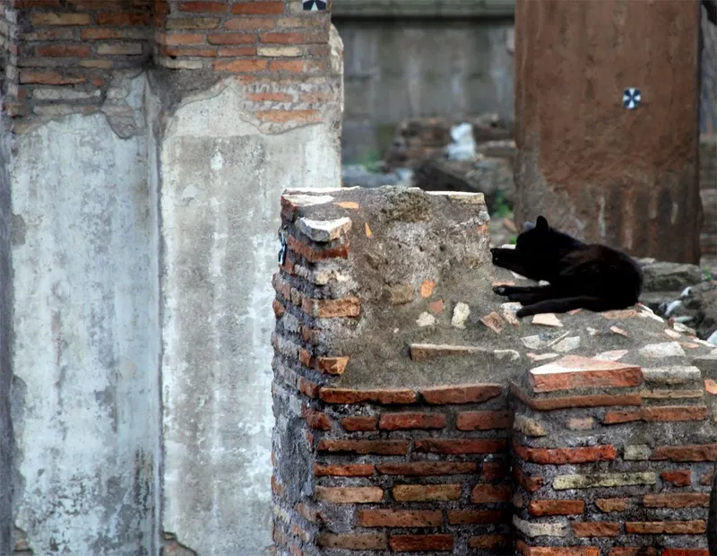 Torre Argentina - Roman Cat Sanctuary