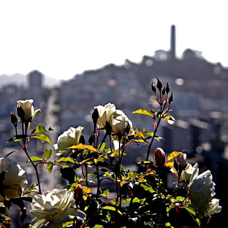Coit Tower and Telegraph Hill in San Francisco