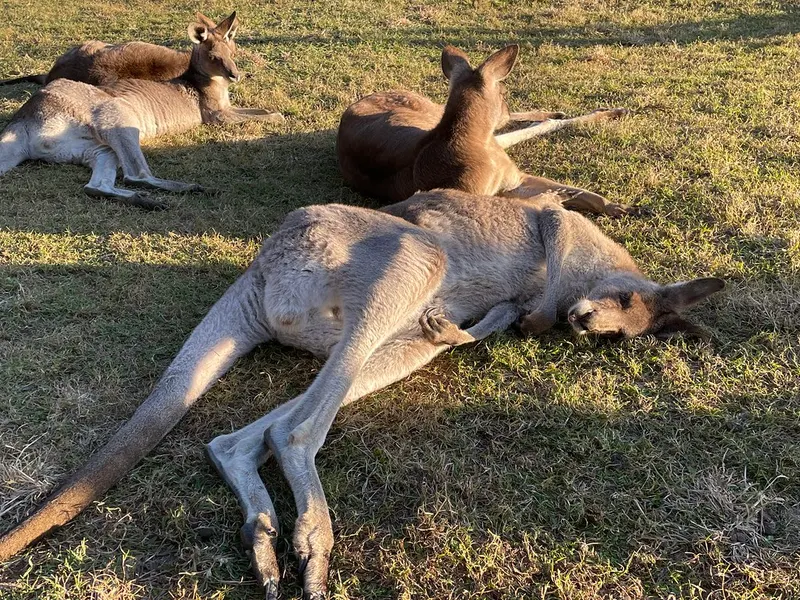 Lone Pine Koala Sanctuary in Brisbane