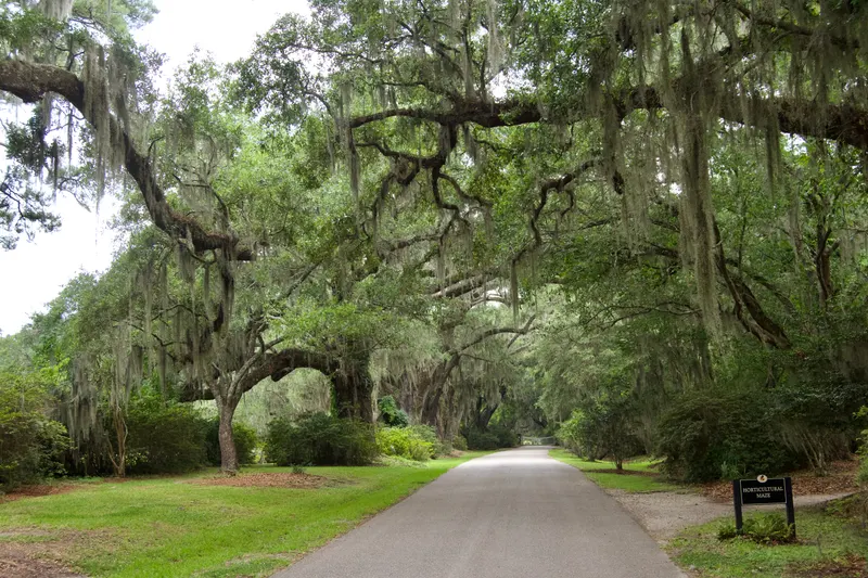 Magnolia Plantation and Gardens in Charleston