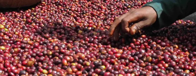 SHI-TEN coffee