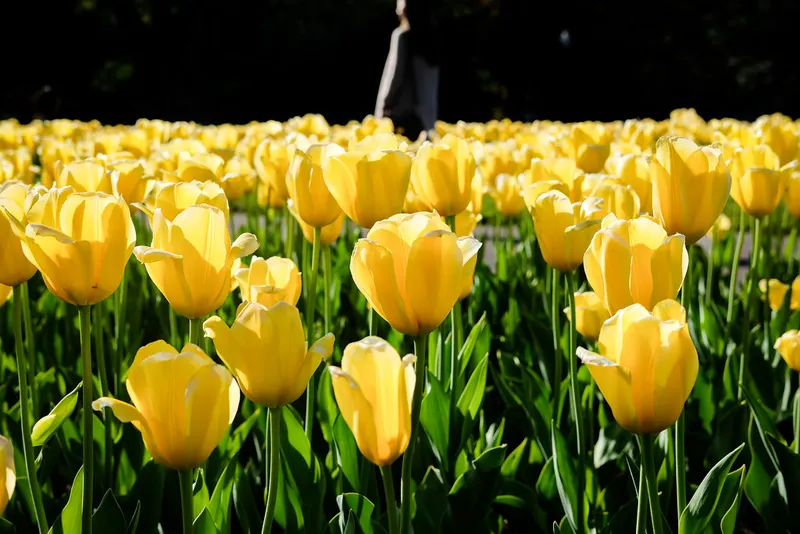 Public Garden