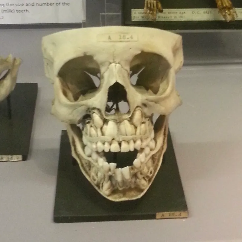 Hunterian Museum in St. James's, London