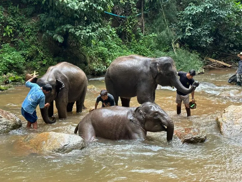 Chiang Mai Elephant Sanctuary