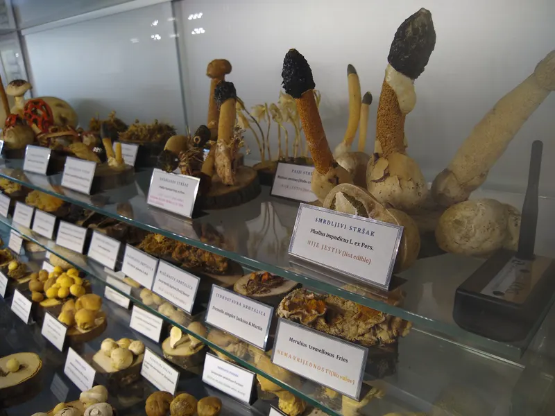 Museum of Mushrooms