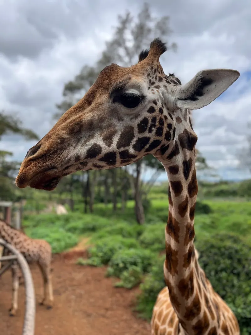Giraffe Centre in Nairobi