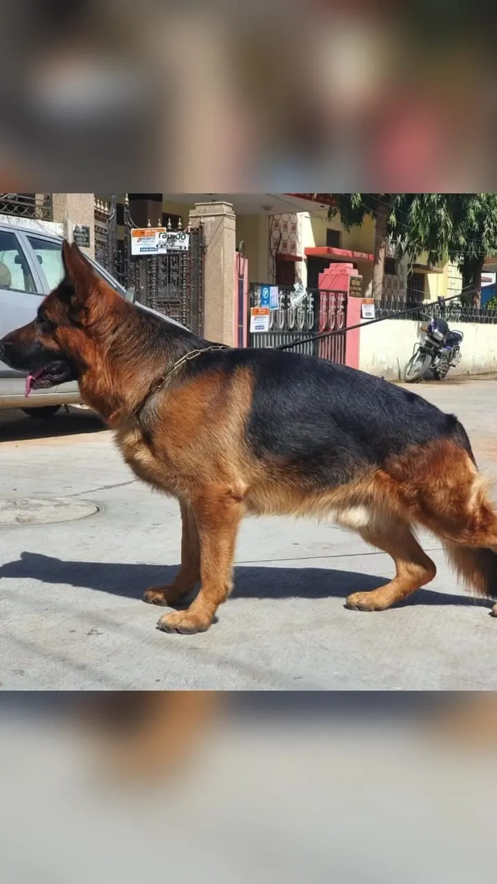 Udaipur dog wholesaler
