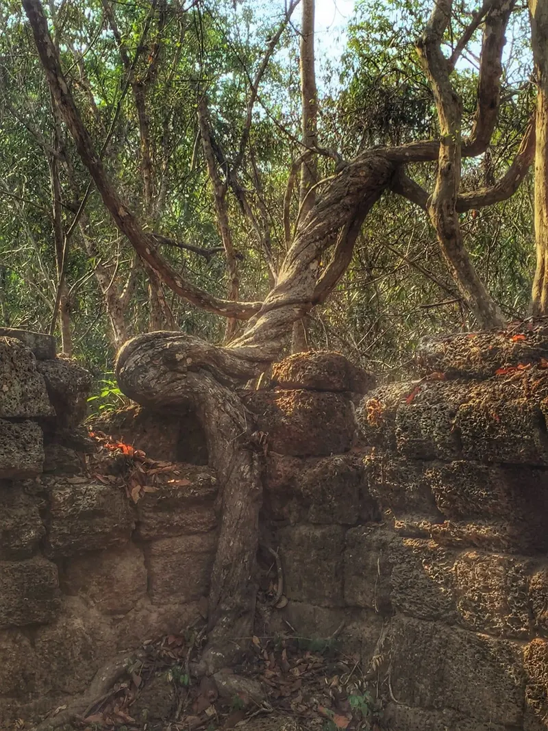 Ta Prohm in Siem Reap