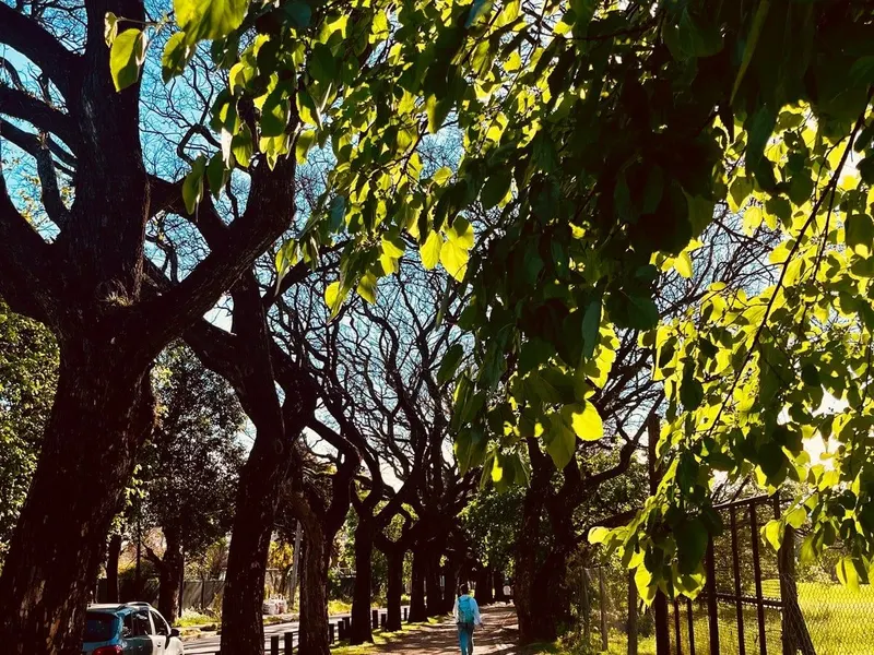 Bosques de Palermo