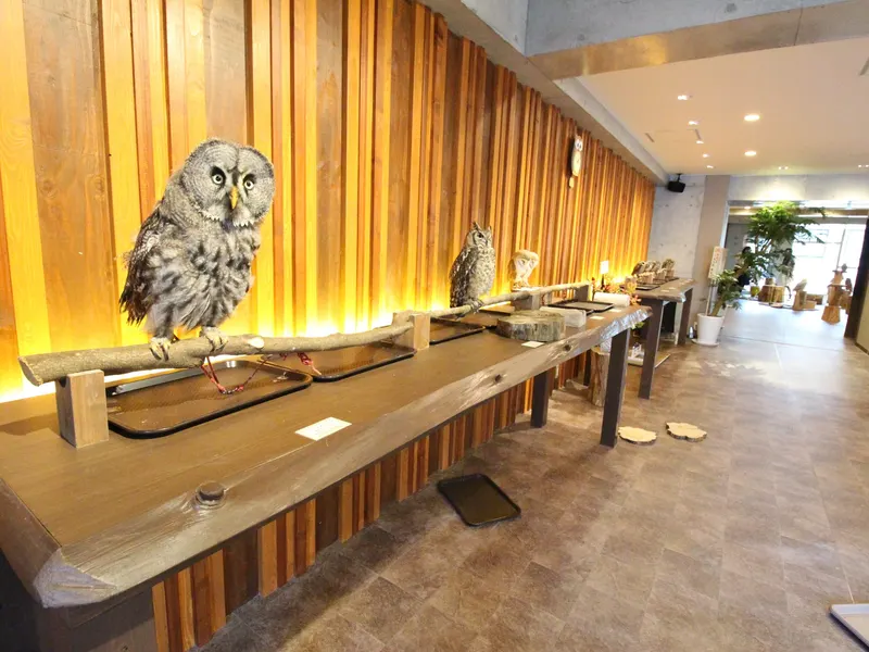 Owl Cafe Chouette in Higashishinsaibashi, Osaka