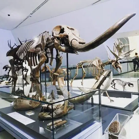 Royal Ontario Museum in Toronto