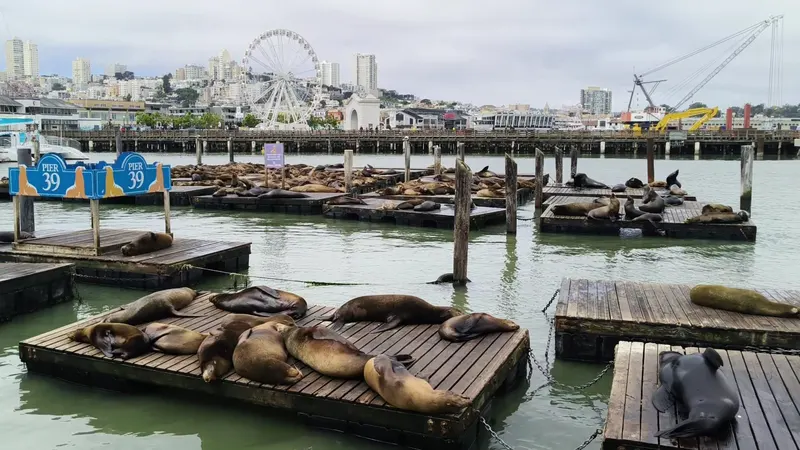 Sea Lion Center