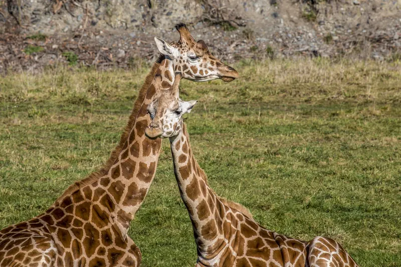 Orana Wildlife Park