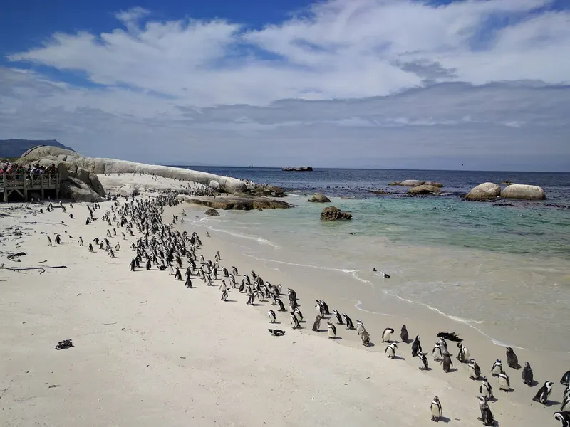 Boulders Beach in Cape Town