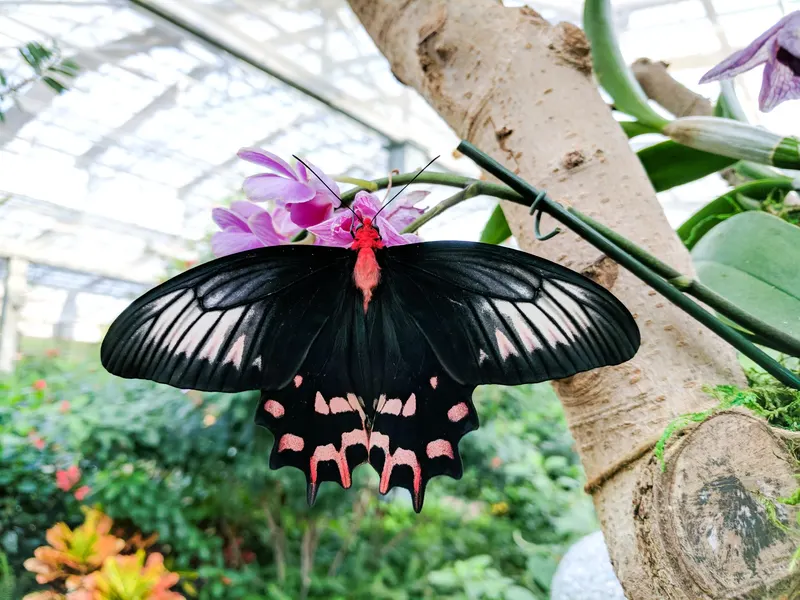 Butterfly Wonderland in Scottsdale