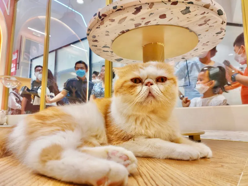 CATFE cat cafe - Aeon Tân Phú