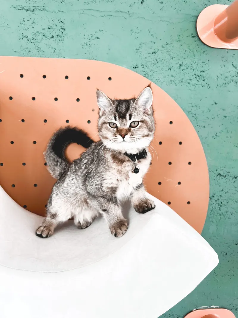 Cat Cafe Vibrissae - Mirdif 35