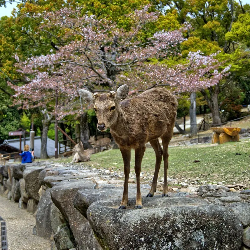 Nara Park in Nara