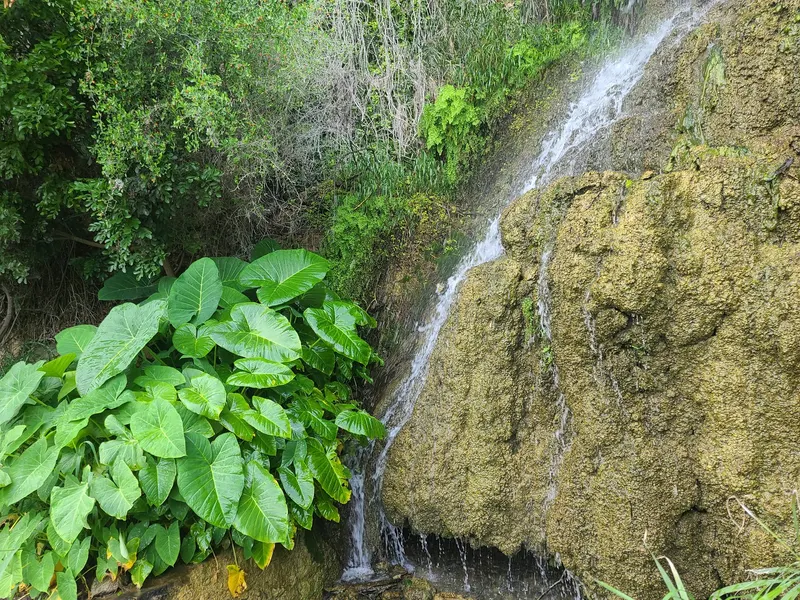 Japanese Tea Garden in San Antonio