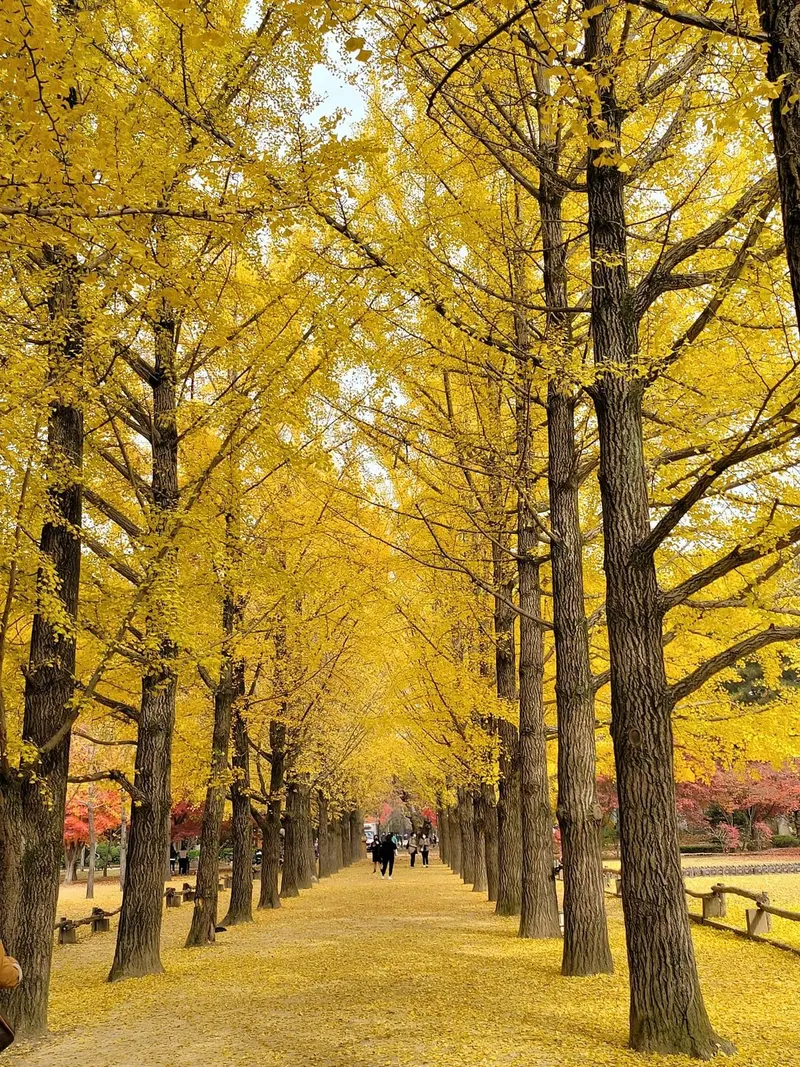 Nami Island in Namiseom-gil, Seoul