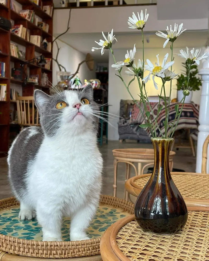 Oleoleo Coffee Books & Cats ( Cat coffee )