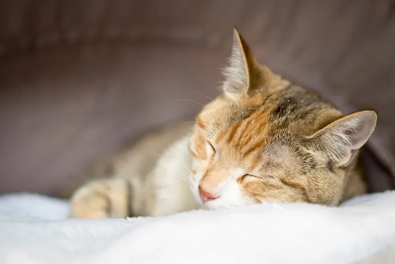 Catnap Cafe