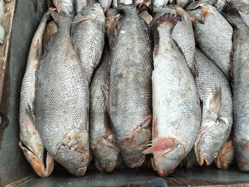 Colaba Fish Markeet
