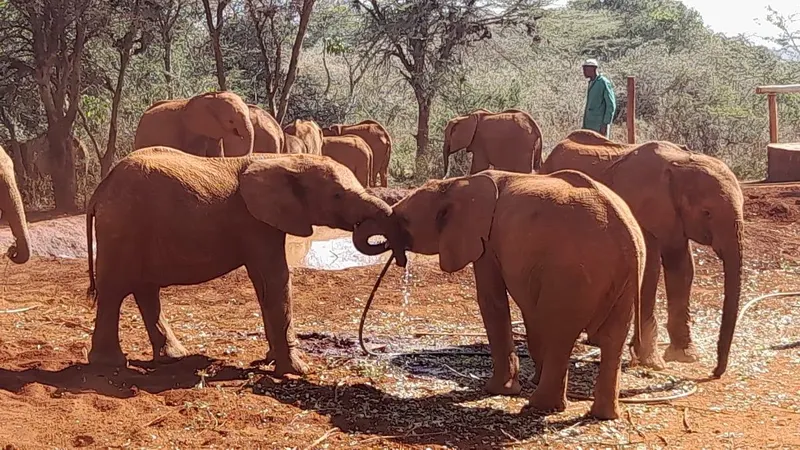 Sheldrick Elephant Orphanage in Nairobi