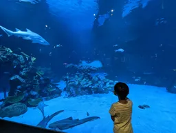 Phuket Aquarium