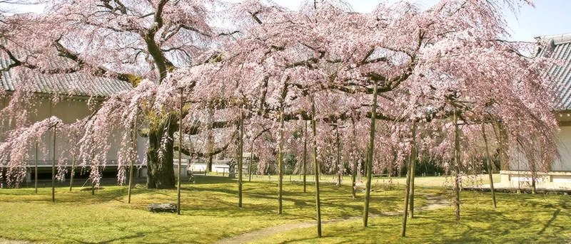 Daigo-ji