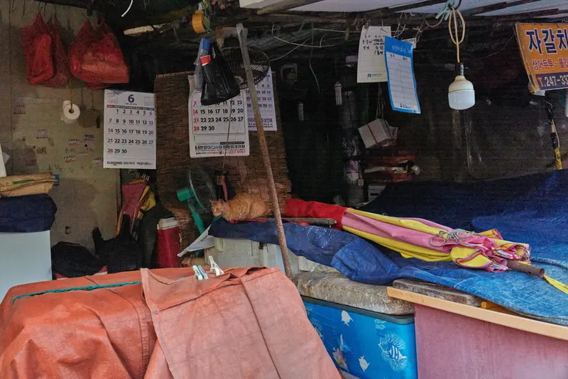 Jagalchi Fish Market in Busan