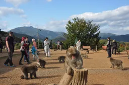Arashiyama Monkey Park