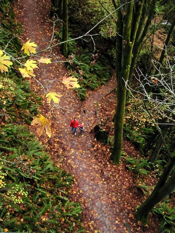 Ravenna Park in Ravenna, Seattle