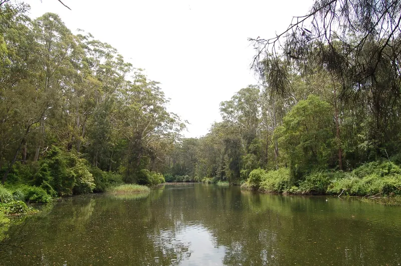 Lane Cove National Park in Macquarie Park, Sydney