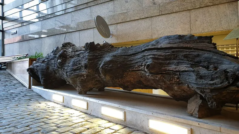 The Very Old Oak Tree