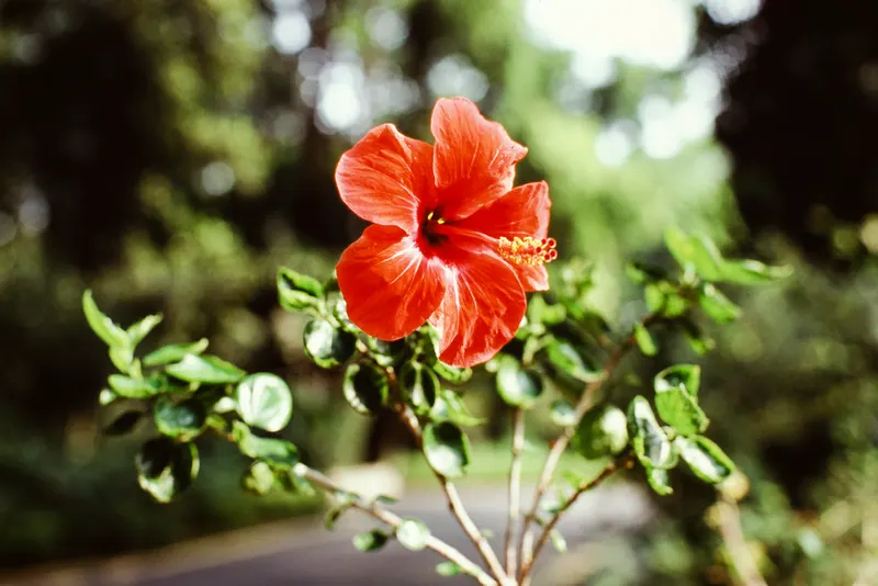Perdana Botanical Garden