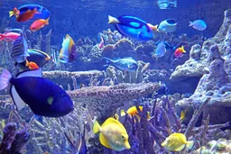New England Aquarium
