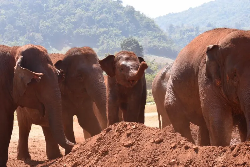 Elephant Nature Park