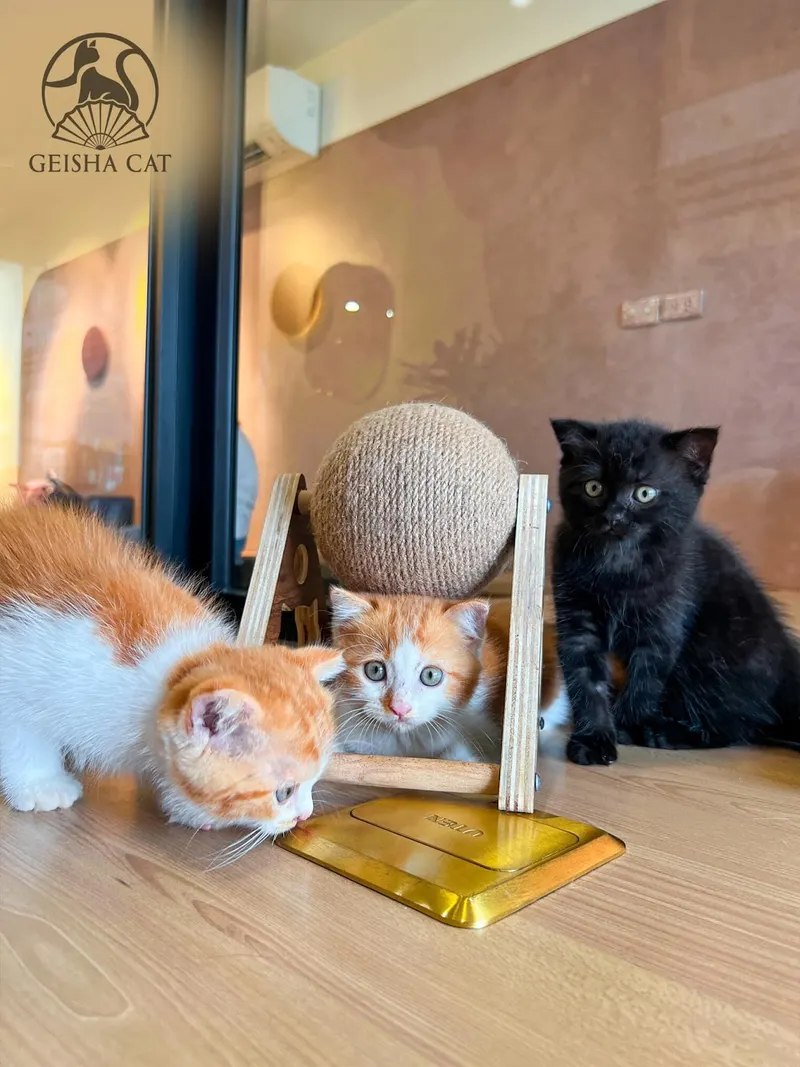 Geisha Cat Cafe in Tay Ho, Hanoi