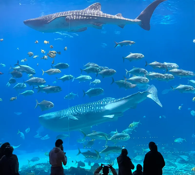 Georgia Aquarium in Brooklyn, Atlanta